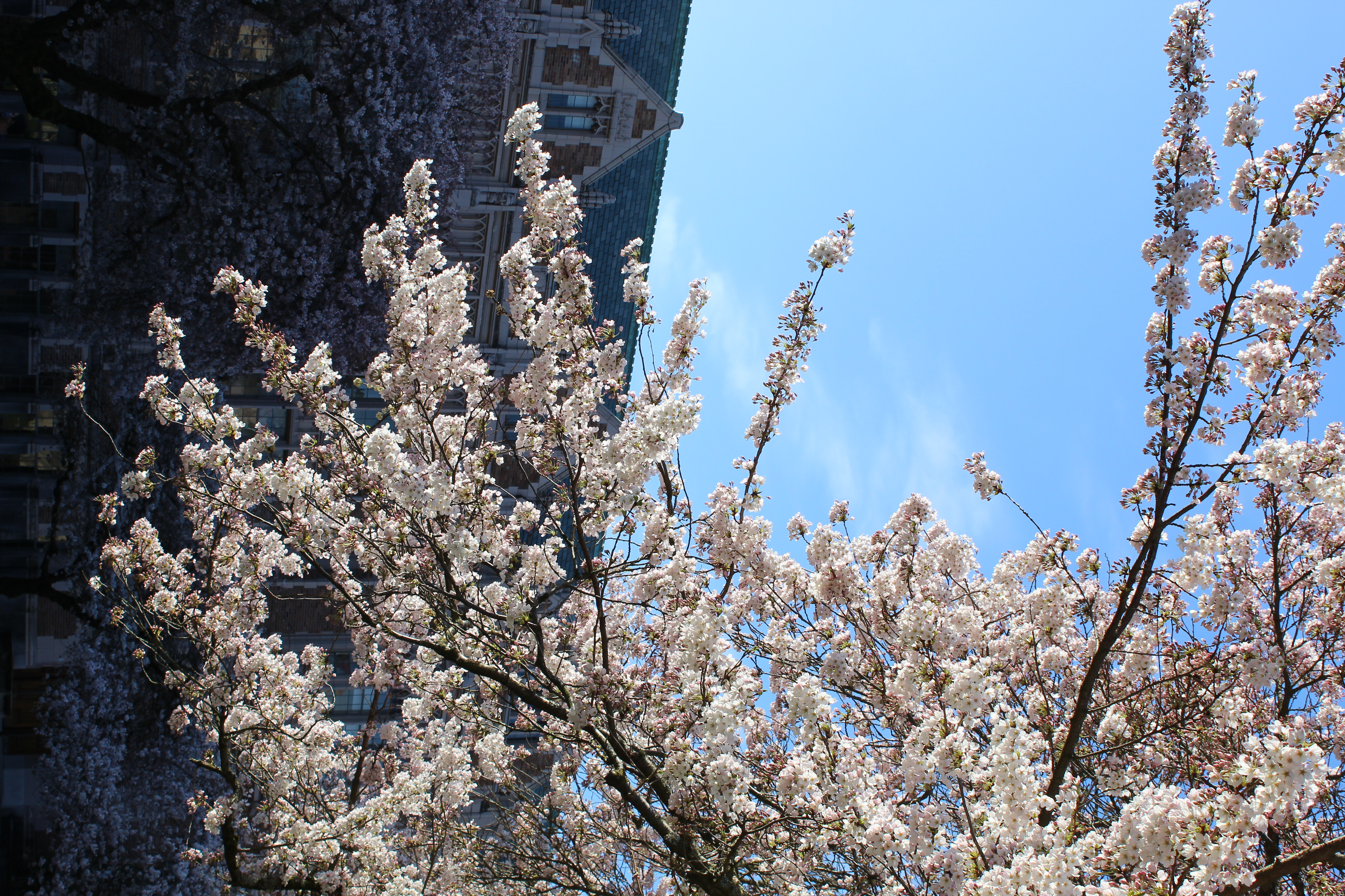 University of Washington Cherry Blossoms